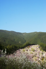 桜咲く山里の春