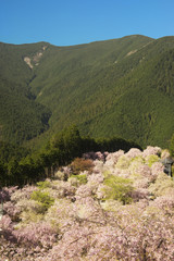 桜咲く山里の春