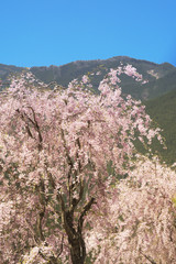 桜咲く山里の春