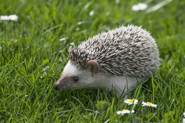 Four-toed Hedgehog (African pygmy hedgehog) - Atelerix albiventris in grass