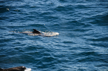 Obraz premium Long-finned Pilot Whales