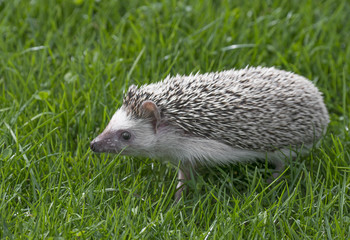 Four-toed Hedgehog (African pygmy hedgehog) - Atelerix albiventris in grass