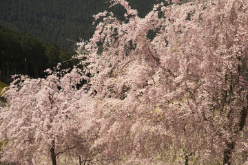 桜咲く山里の春