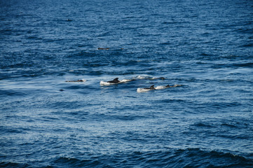 Fototapeta premium Long-finned Pilot Whales