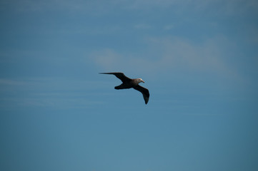 Fototapeta na wymiar Image of a Southern Giant Petrel