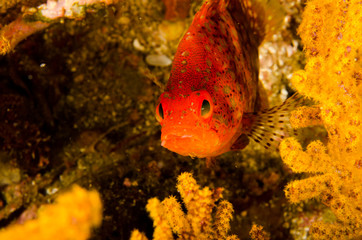 Obraz premium Reef fishes from the sea of cortez, mexico