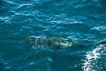 Obraz premium Long-finned Pilot Whales