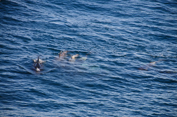Naklejka premium Long-finned Pilot Whales
