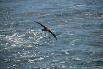 Image of a Southern Giant Petrel