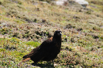 Striated Caracara on the Falkland Islands