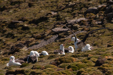 Black-Browed Albatross on their breeding colony on Westpoint Island, the Falklands. 