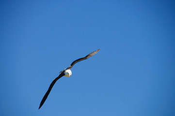 Black-Browed Albatross on Westpoint Island