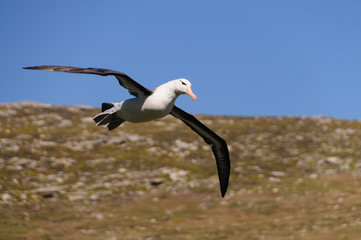 Black-Browed Albatross on Westpoint Island