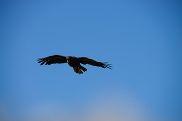 Striated Caracara on the Falkland Islands