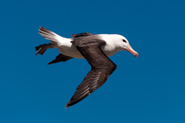 Obraz premium Black-Browed Albatross on their breeding colony on Westpoint Island, the Falklands. 