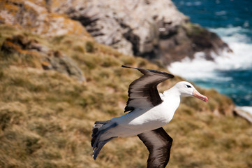 Black-Browed Albatross on Westpoint Island