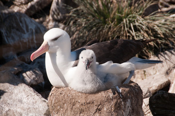 Two Black-Browed albatrosses, at Westpoint Island on the Falklands.