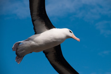 Black-Browed Albatross on Westpoint Island