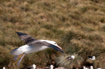 Black-Browed Albatross on Westpoint Island