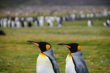 King Penguins on Salisbury plains