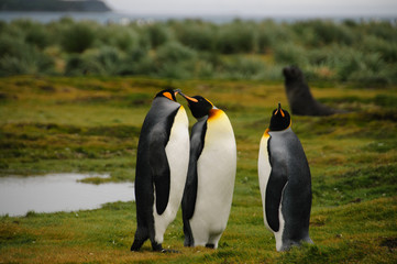 Fototapeta premium King Penguins on Salisbury plains