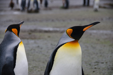King Penguins on Salisbury plains