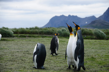 King Penguins on Salisbury plains