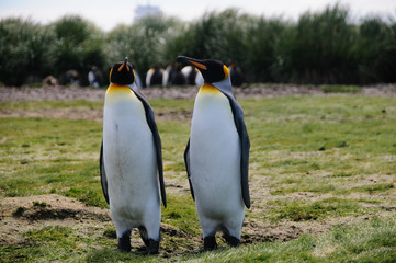 Fototapeta premium King Penguins on Salisbury plains