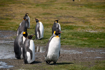 Obraz premium King Penguins on Salisbury plains