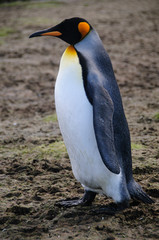 King Penguins on Salisbury plains
