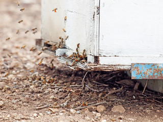 Bees flying at  hive entrance. close up