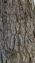 tissue,tree,nature,natural,
