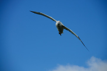 Wandering Albatross in Flight