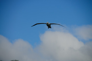 Obraz premium Wandering Albatross in Flight
