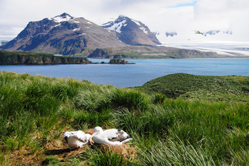 Naklejka premium Wandering Albatross Couple
