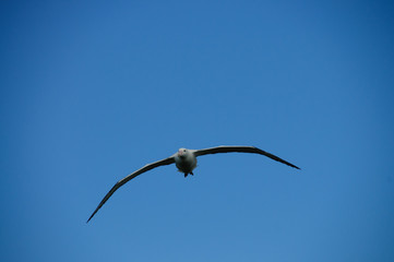 Fototapeta na wymiar Wandering Albatross in Flight