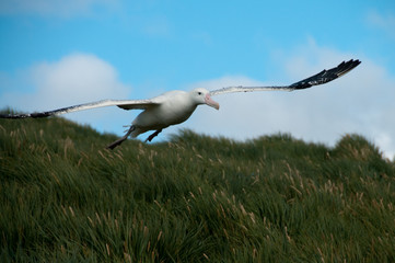 Wandering Albatross in Flight