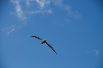 Wandering Albatross in Flight