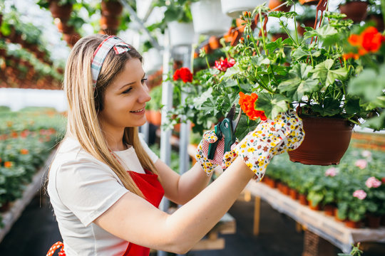 Beautiful young woman working in greenhouse and enjoying in beautiful flowers. 