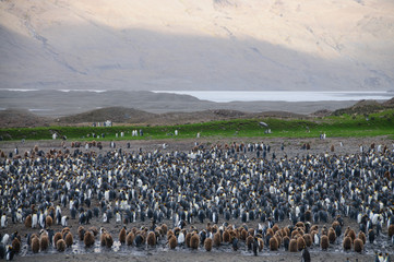 Obraz premium King Penguins at Fortuna Bay