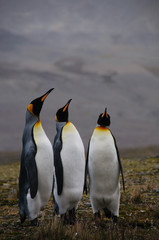 King Penguins Courtship Ritual at Fortuna Bay