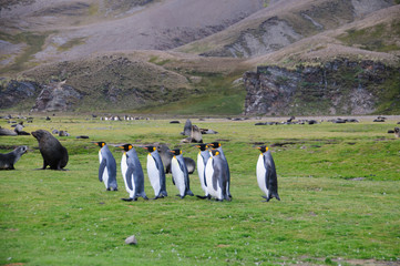 King Penguins at Fortuna Bay