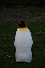 King Penguins at Fortuna Bay