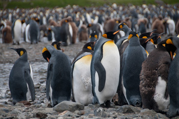 King Penguins at Fortuna Bay