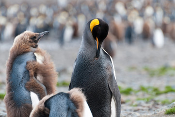 King Penguins at Fortuna Bay