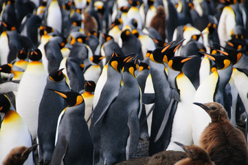 King Penguins on Gold Harbour