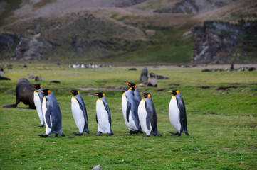 King Penguins at Fortuna Bay