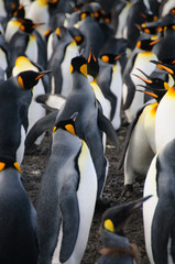 King Penguins on Gold Harbour