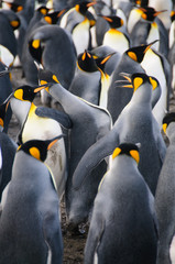 King Penguins on Gold Harbour