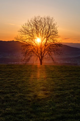 Baum im Sonnenuntergang, Ballenbühl, Emmental
